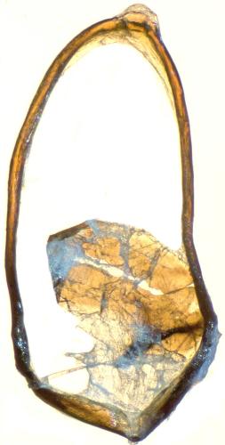 Réf. 298 970 : Agonum hypocrita